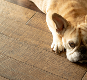 Small dog laying on laminate flooring looking at the camera