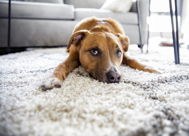 Dog Carpet